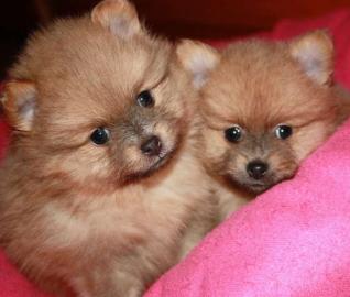 Wundersch�ne Pomeranian / Zwergspitz wel