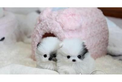 Wundersch�ne Pomeranian / Zwergspitz wel
