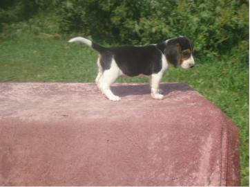 reinrassige Beaglewelpen