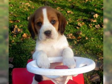 reinrassige Beaglewelpen