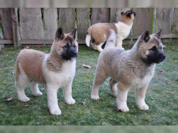 sch�ne akita welpen Zu verkaufen