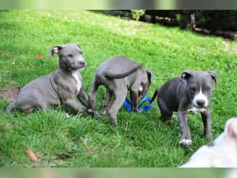 American Staffordshire Terrier blue line