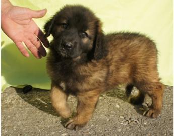 Leonberger Welpen mit Stammbaum
