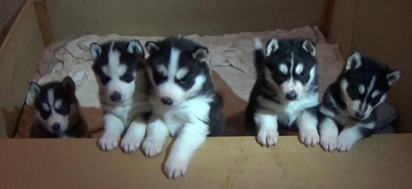 Reinrassige Siberian Husky Welpen
