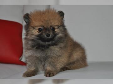 Wundersch�ne reinrassige Pomeranian Zwer