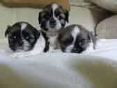 S?sse Wundersch?ne Shih Tzu Welpen mit P