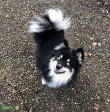 Purebred Pomsky puppy