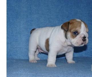 Englische Bulldogge mit Stammbaum
