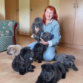 Chow Chow Welpen whatsapp nummer +436811