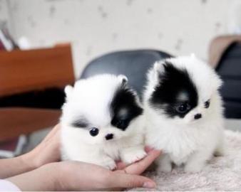 Gro�artig -Pomeranian - welpen- - Babys