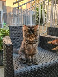 Maine-Coon-K�tzchen zu verkaufen. 