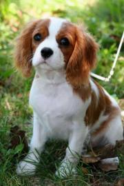 Cavalier-King-Charles Spaniel mit Papier