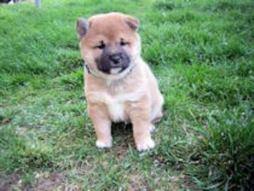 Sch�ner Shiba Inu Welpen in schwarz derz