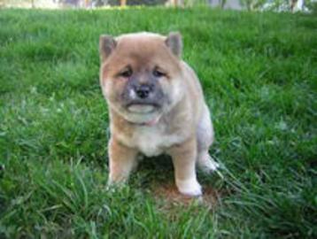 Sch�ner Shiba Inu Welpen in schwarz derz