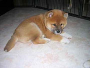 Sch�ner Shiba Inu Welpen in schwarz derz