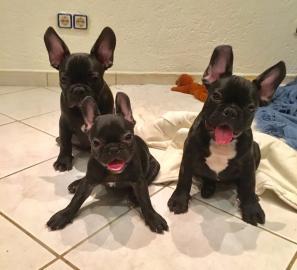 Reinrassige Franz?sische Bulldogge Welpe