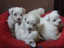 6 Typ Annahme Malteser Welpen