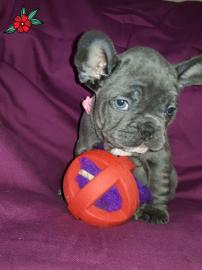 franz?sische Bulldoggenwelpen
