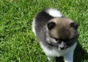 100% Zwergspitz / Pomeranian welpen mit