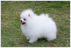100% Zwergspitz / Pomeranian welpen mit