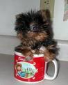 sch�ne Tasse Tee Yorkshire Welpen zur An