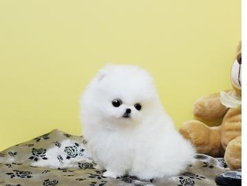 Pomeranian welpen Welpen suche liebe