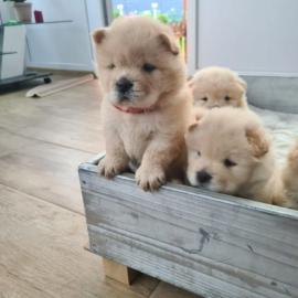 Chow chow Welpen mit Stambaum