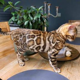 Cute baby BENGANE CAT