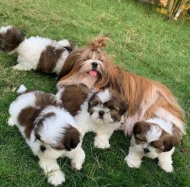 Preciosas cachorros Shih Tzu disponibles
