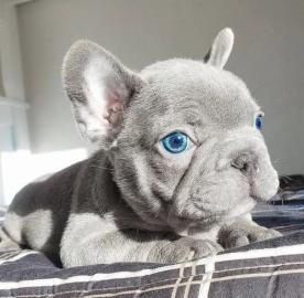 Franz�sische Bulldogg Welpen whatsapp nu