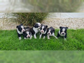 Reinrassige Boston-Terrier Welpen