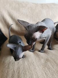 Sch�ne Sphynx K�tzchen