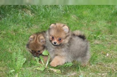 Pomeranian Zwergspitz Welpen