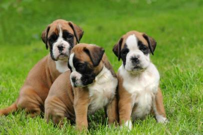 Wundersch?ne Boxer Welpen mit VDH Papier