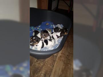Bildsch?ne Jack-Russell-Welpen