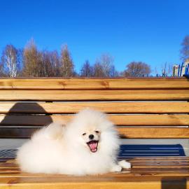 Reinrassige Pomeranian Spitz Welpen