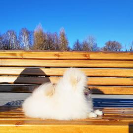 Reinrassige Pomeranian Spitz Welpen