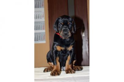 Dobermann Welpen