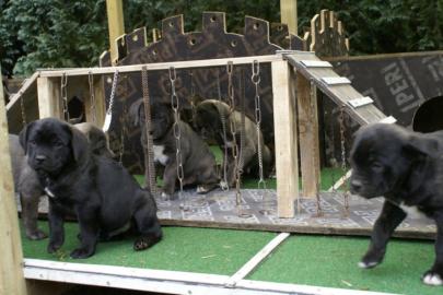 Reinrassige Dogo Canario Welpen