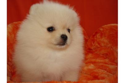 Wundersch�ne Pomeranian Welpen mit pap