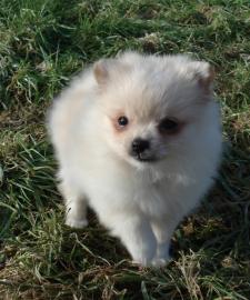 Wundersch�ne Pomeranian Welpen mit pap