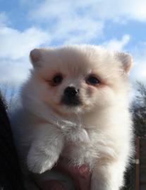 Wundersch�ne Pomeranian Welpen mit pap