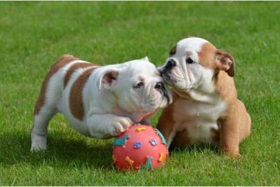 Wundersch�ne  English Bulldog