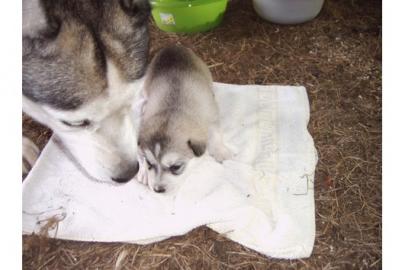 SIBERIAN HUSKY WELPEN