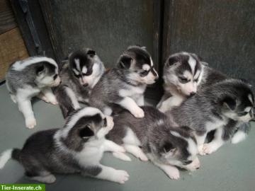 SIBERIAN HUSKY WELPEN