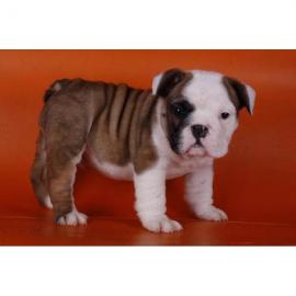 Englische Bulldoggen Welpen 100 euros