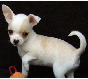 Chihuahua Babys mini fur 165euro