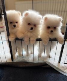 MINI-Pomeranian Welpen mit Papieren