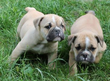 Weihnachten English Bulldog Welpen mit P