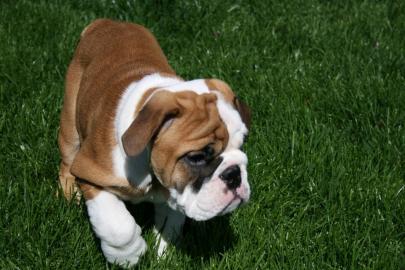 Weihnachten English Bulldog Welpen mit P